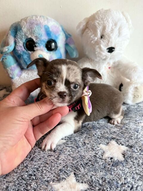 Chiots chihuahua poil court 850 60400 Noyon