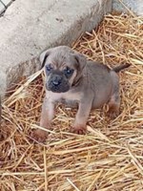    9 bébés cane corso il y a 5 males et 4 femelles 