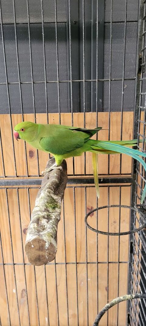 Perruche a collier 0 91310 Longpont-sur-orge