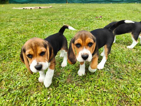 Chiots Beagle LOF 800 86190 Vouill