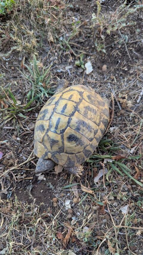 Tortue de terre mal adulte 150 34550 Bessan