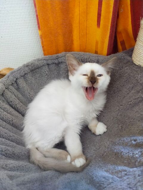 Chatons Males Sacr&eacute; de Birmanie LOOF 950 72600 Mamers