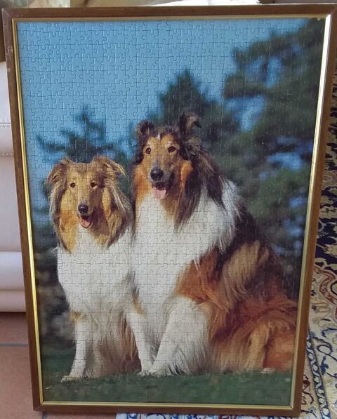 Tableau Puzzle Chiens Colley 6 Saint-Andr-les-Vergers (10)