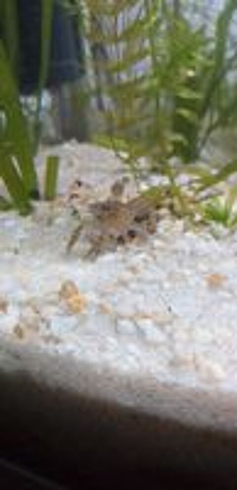   Écrevisses Cambarellus Diminutus.  