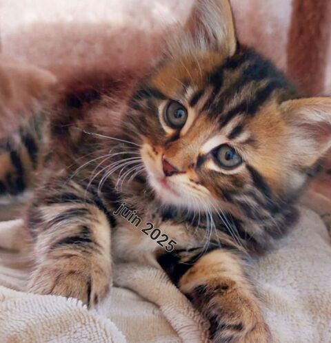 Chaton cherche famille 0 95420 Magny-en-vexin