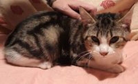   Titan, chaton cherche foyer aimant 