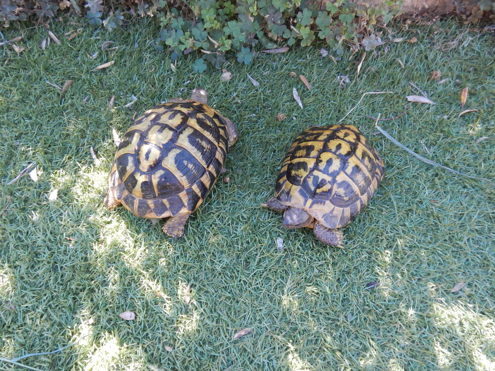   echange couple  de tortue H adulte  