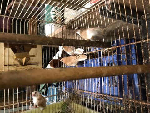 Moineaux du Japon - 2025 15 31600 Muret