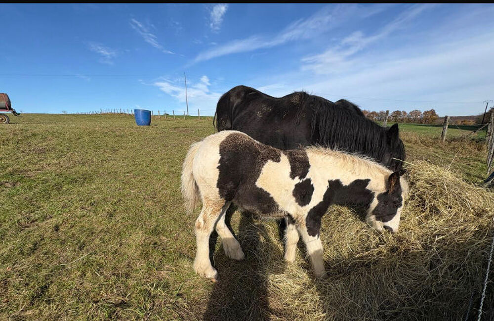   MAGNIFIQUE IRISH COB 