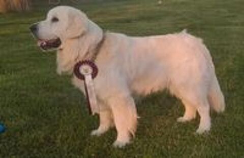   Chiots Golden retriever lof pour fin juillet 