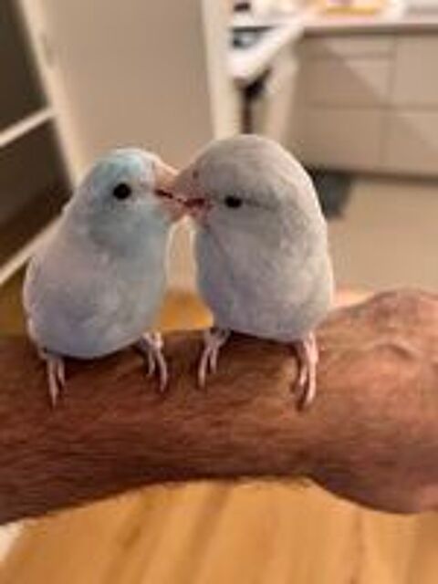   Couple de Touis célestes EAM bagués ? 1 an + cage 