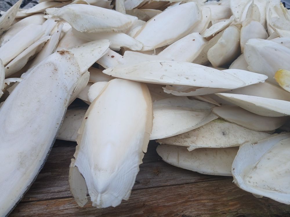   Calcium oiseaux  