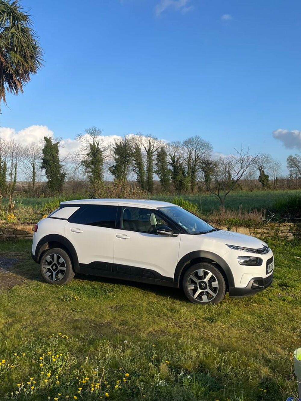 C4 cactus C4 Cactus BlueHDi 120 S&S EAT6 Shine Business 2019 occasion 29510 Langolen