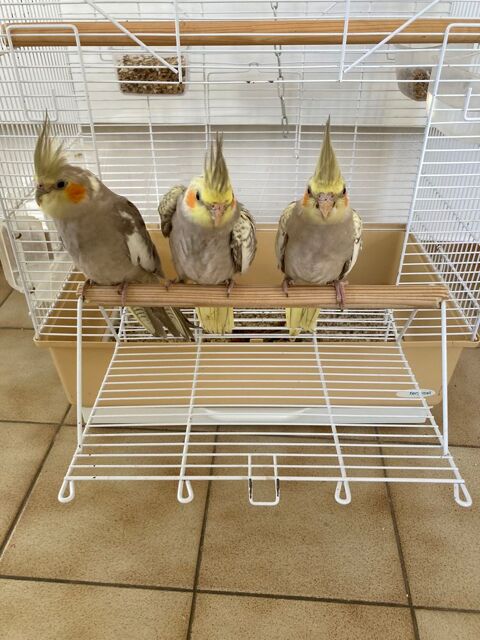 Calopsittes BB élevées à la main 110 35520 La chapelle-des-fougeretz