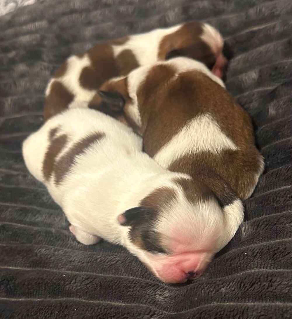   Adorables chiots Shih Tzu. 