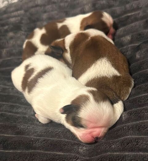 Adorables chiots Shih Tzu. 950 94800 Villejuif
