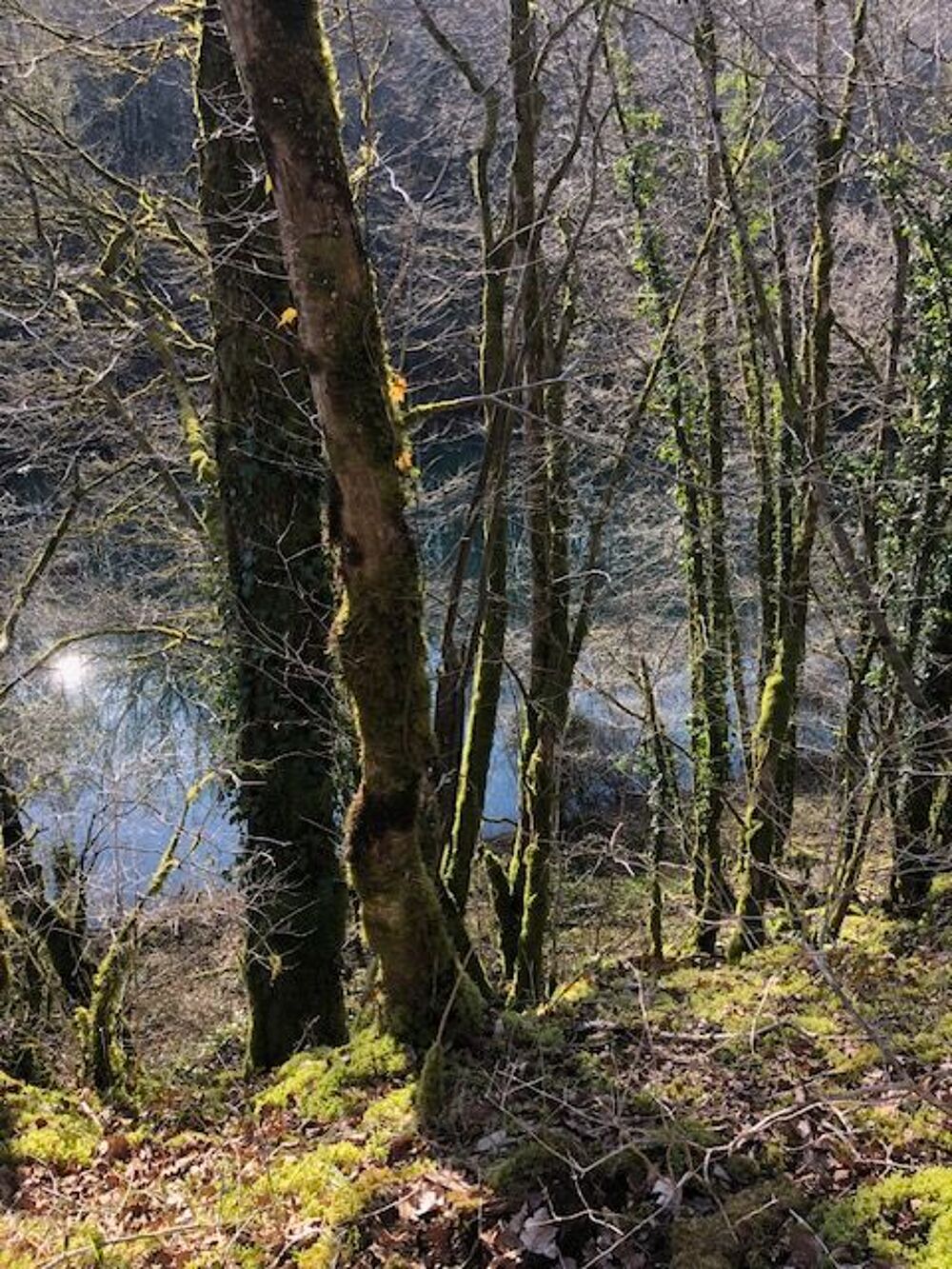 Vente Terrain RARE PROPRIETE AVEC ETANGS RIVIERE Recey-sur-ource