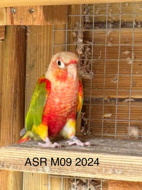 Conure Pyrrhura Molinaé 2024 EPP 170 35580 Guichen