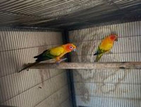   Couple conure soleil reproducteur  