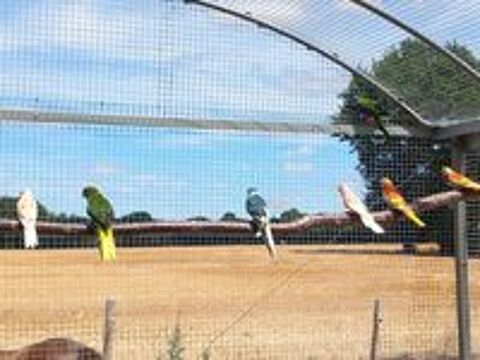   Oiseaux 2026 