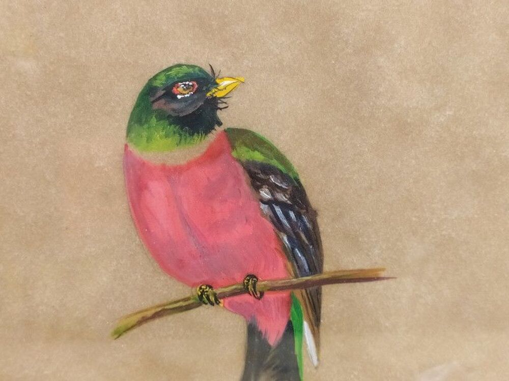 Tableau Ornithologie Oiseau Trogon Montagnard Sign&eacute; Yvone 