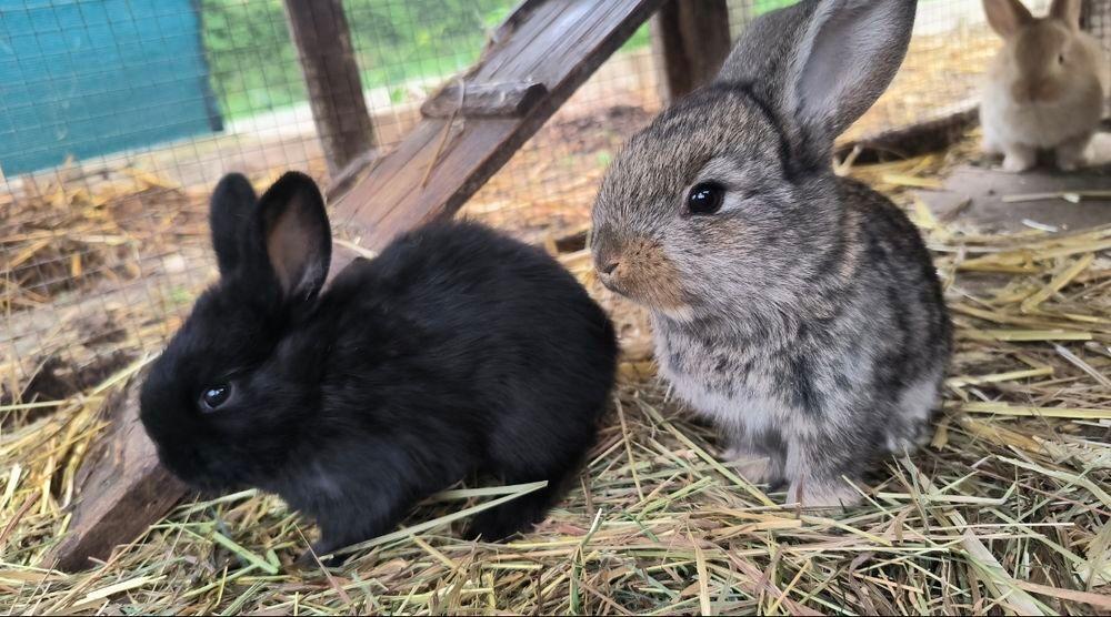   Lapins 2 mois 