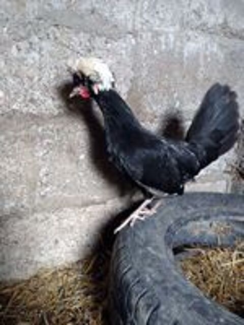   WAAL, magnifique coq Hollandais à adopter via l'association UMA  