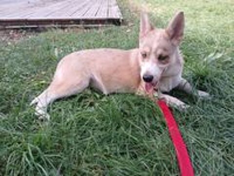  Pomsky f3  
