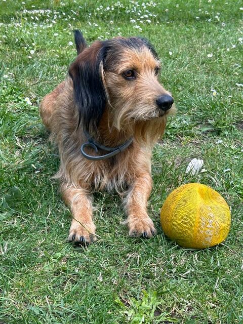 Gentil chien cherche gentille famille pour m'adopter 0 91630 Marolles-en-hurepoix