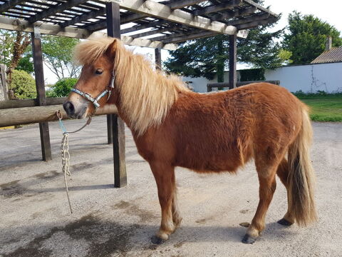Shetland hongre de 2 ans 1000 85520 Jard-sur-mer