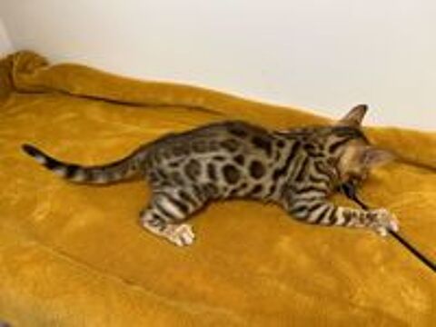   ALSACE. SUPERBES CHATONS BENGAL 