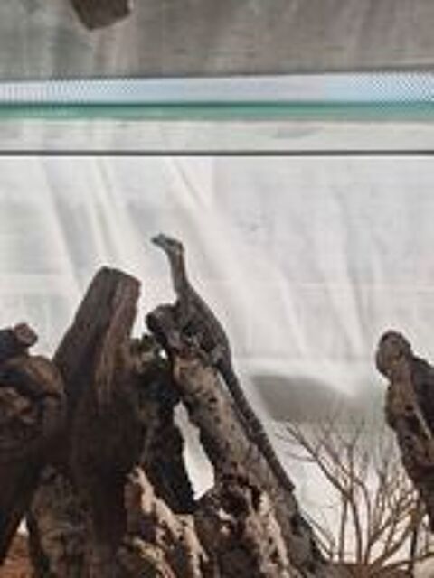   Varanus Glauerti 