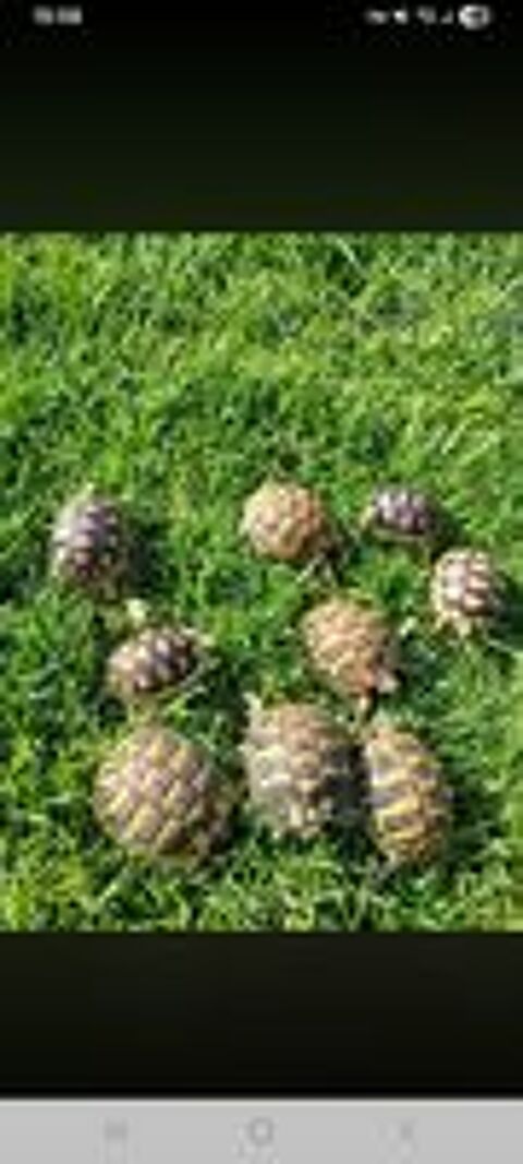    Magnifique tortue de terre  