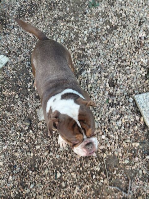 Chien a placer 0 63880 Olliergues