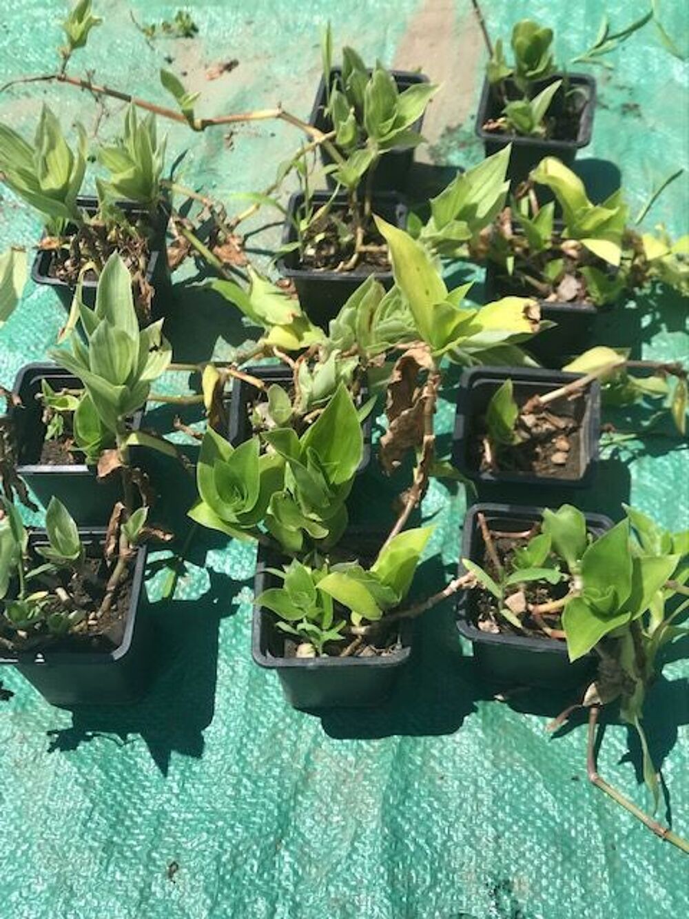 Lot de 11 pieds de mis&egrave;re Jardin