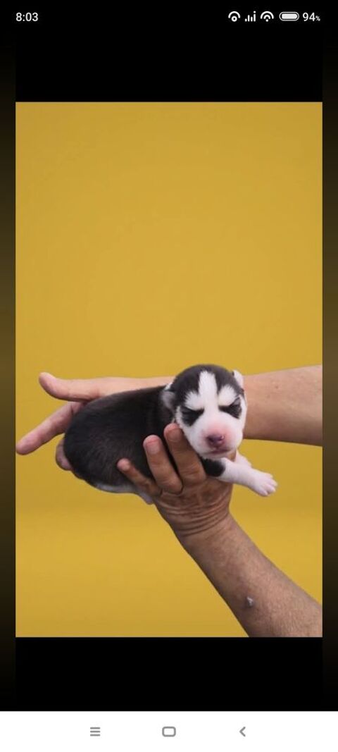 Chiot husky 0650891761 600 33860 Marcillac