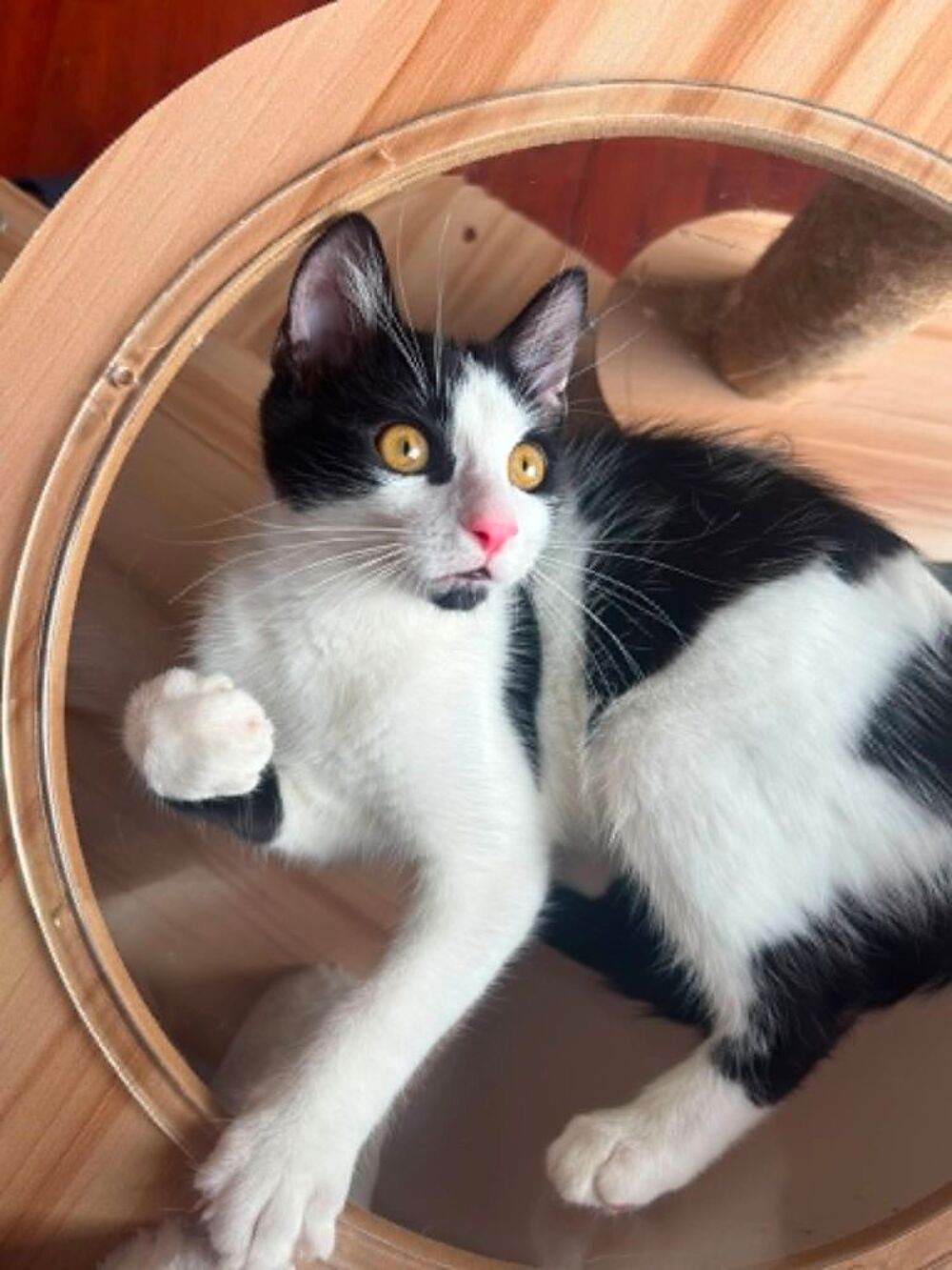   Arthur un amour de chaton 