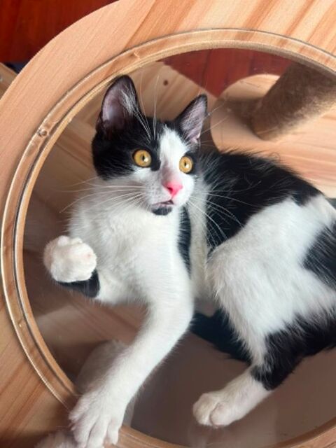 Arthur un amour de chaton 180 92000 Nanterre