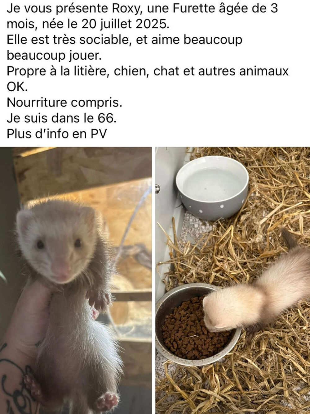   Furette à adopter  