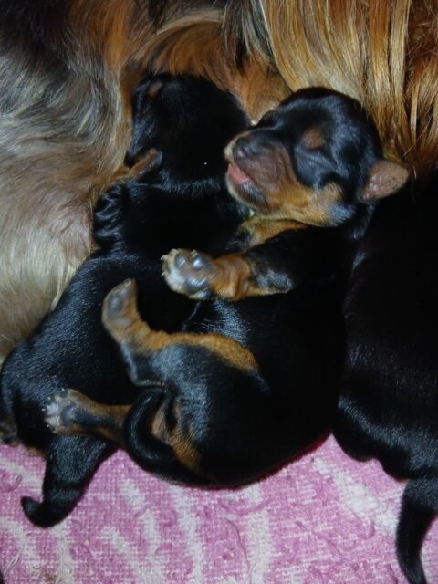 Port&eacute;e de 4 chiots 2 femelles et 2 males 1200 16000 Angoul�me