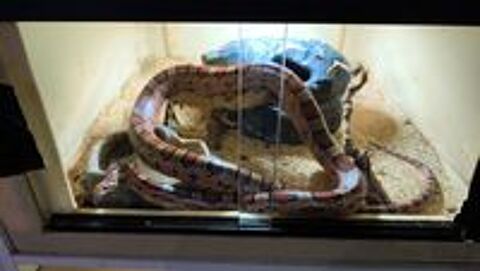   Serpents des blé une femelle et un mâle+2 vivariums  