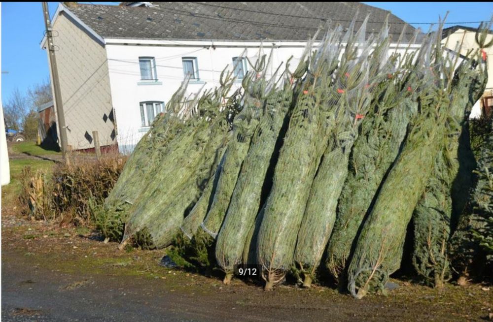Sapins de no&euml;l Nordmann , Epic&eacute;as D�coration