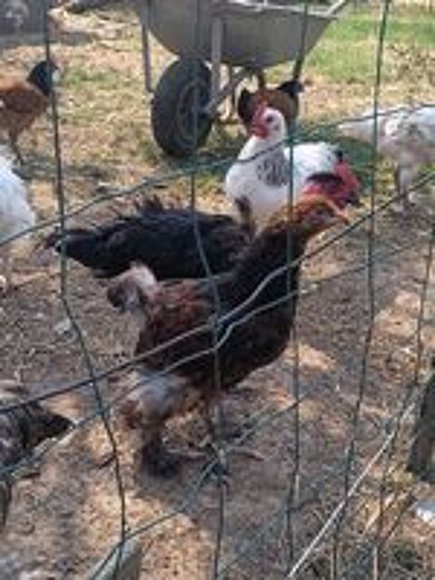   Coq brahma 
