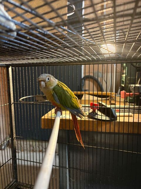 Conure a joues vertes 50 01290 Cormoranche-sur-sa�ne
