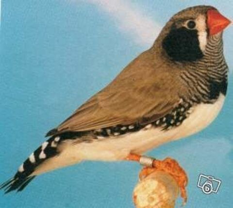 MANDARIN 0 59480 La basse