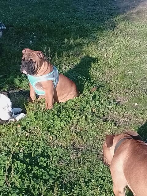Anis bulldog continental de 3 mois 1100 31660 Bessi�res