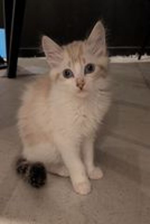   Chaton femelle 3 mois 