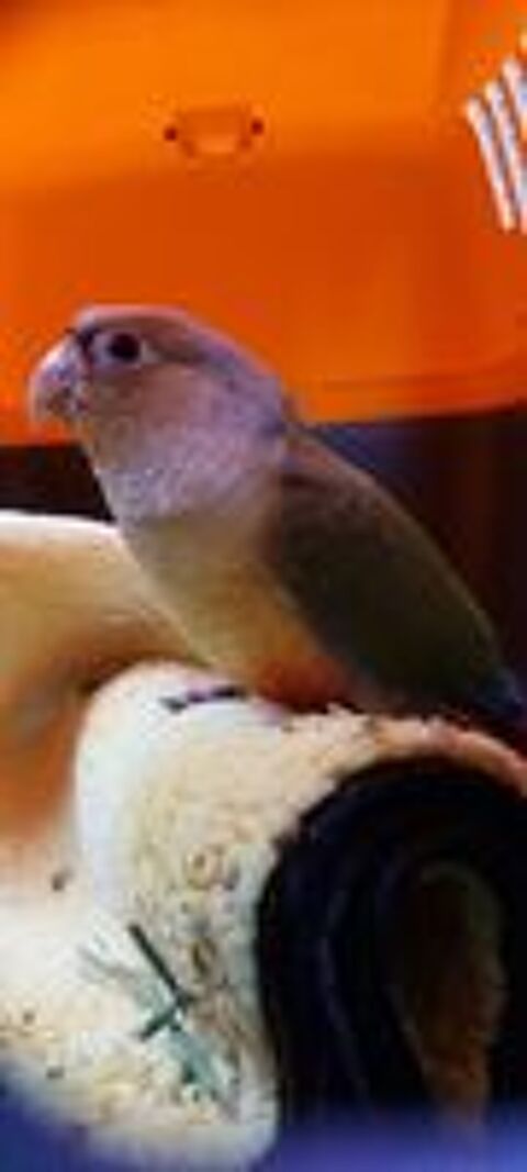   Jeune couple de conures sexage fait.

