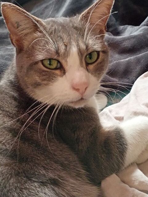POMPE CHAT GRIS & BLANC 6 ANS 195 92260 Fontenay-aux-roses