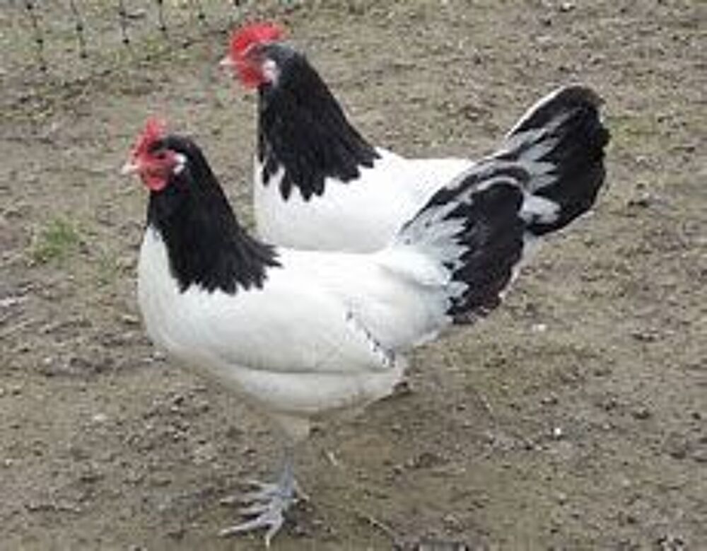   Poule et coq vorwerk ou lakenfelder :-) 